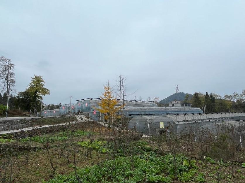 贵州高寒乡:荒山变“金山” 奏响富民“增收曲”LD乐动 乐动体育(图2) 贵州高寒乡:荒山变“金山” 奏响富民“增收曲”LD乐动 乐动体育(图2)