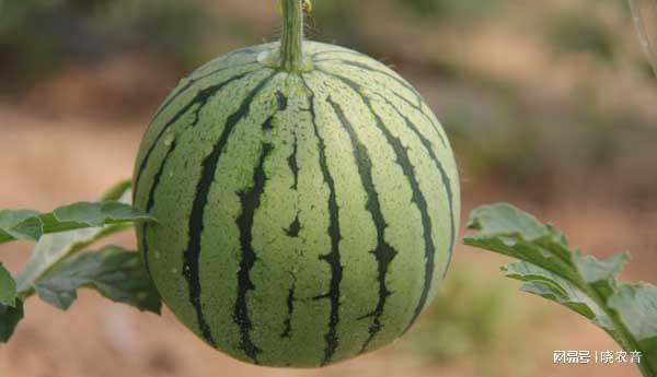LD乐动体育全美2k西瓜如何种植管理？