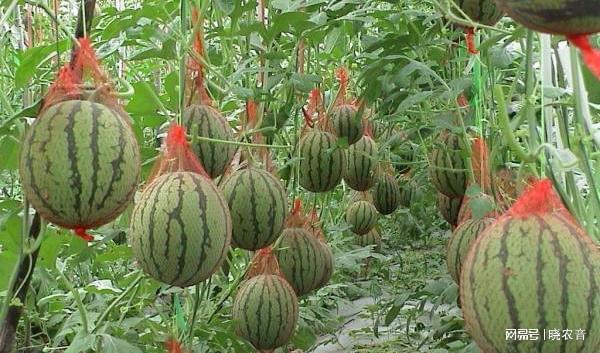 LD乐动体育全美2k西瓜如何种植管理?(图2) LD乐动体育全美2k西瓜如何种植管理?(图2)