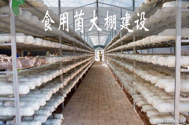 智能食LD乐动体育用菌大棚打造手机控温控湿的温室