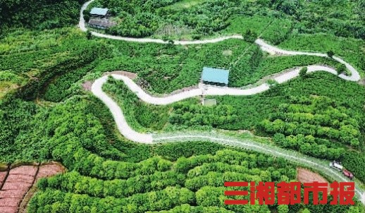 乐动体育走向胜利·决战决胜乡村述说｜这一抹迷迭香让他年入几十