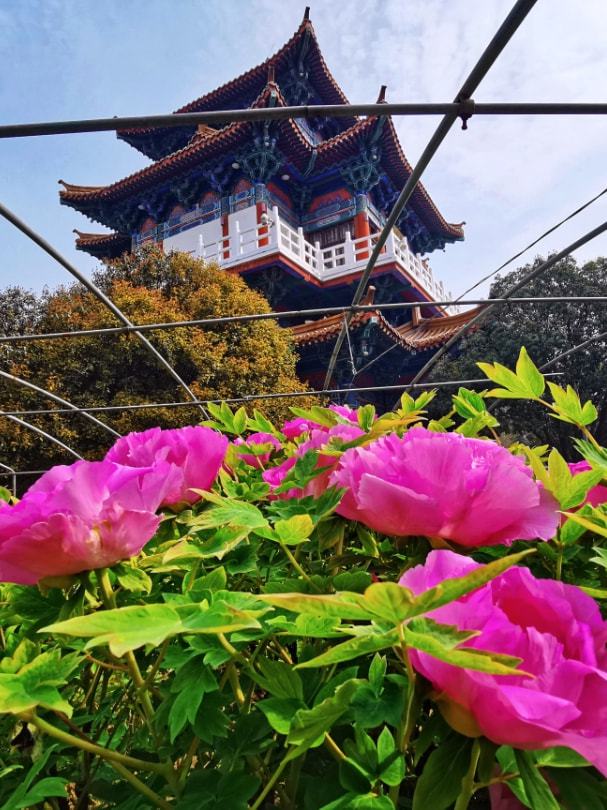 乐动体育 LD体育洛阳牡丹最新花情预报！请收好这篇超全的云赏