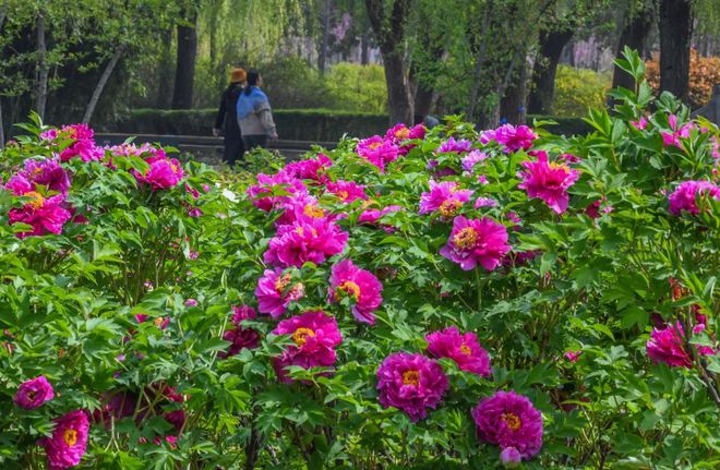 乐动体育 LD体育洛阳牡丹最新花情预报!请收好这篇超全的云赏花指南!(图4) 乐动体育 LD体育洛阳牡丹最新花情预报!请收好这篇超全的云赏花指南!(图4)