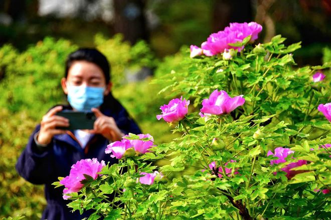 乐动体育 LD体育洛阳牡丹最新花情预报!请收好这篇超全的云赏花指南!(图2) 乐动体育 LD体育洛阳牡丹最新花情预报!请收好这篇超全的云赏花指南!(图2)