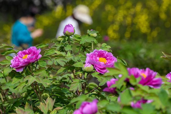 乐动体育 LD体育洛阳牡丹最新花情预报!请收好这篇超全的云赏花指南!(图3) 乐动体育 LD体育洛阳牡丹最新花情预报!请收好这篇超全的云赏花指南!(图3)