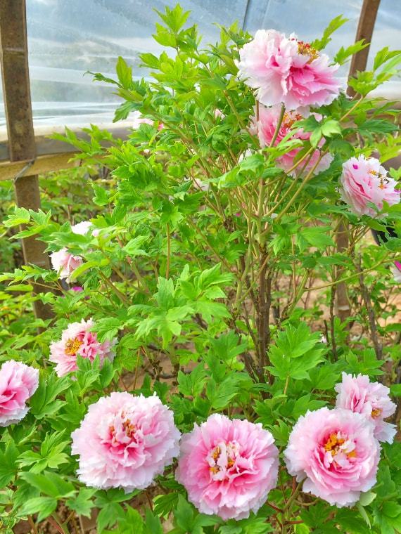 乐动体育 LD体育洛阳牡丹最新花情预报!请收好这篇超全的云赏花指南!(图6) 乐动体育 LD体育洛阳牡丹最新花情预报!请收好这篇超全的云赏花指南!(图6)