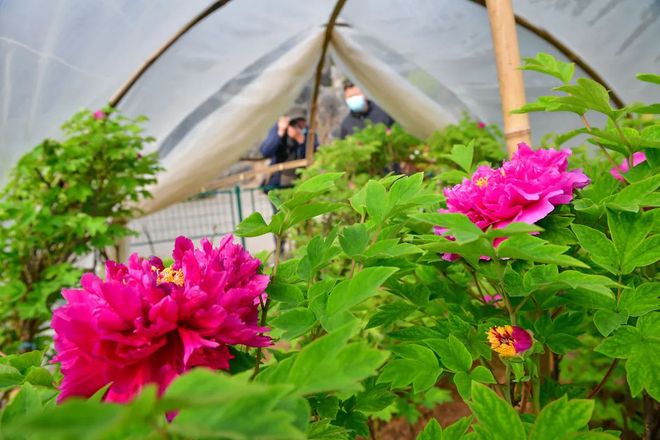 乐动体育 LD体育洛阳牡丹最新花情预报!请收好这篇超全的云赏花指南!(图7) 乐动体育 LD体育洛阳牡丹最新花情预报!请收好这篇超全的云赏花指南!(图7)