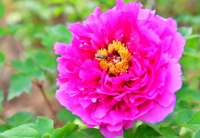 乐动体育 LD体育洛阳牡丹最新花情预报!请收好这篇超全的云赏花指南!(图9) 乐动体育 LD体育洛阳牡丹最新花情预报!请收好这篇超全的云赏花指南!(图9)