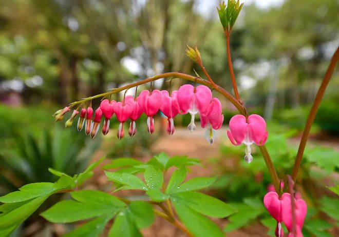 乐动体育 LD体育洛阳牡丹最新花情预报!请收好这篇超全的云赏花指南!(图8) 乐动体育 LD体育洛阳牡丹最新花情预报!请收好这篇超全的云赏花指南!(图8)