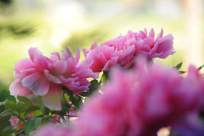 乐动体育 LD体育洛阳牡丹最新花情预报!请收好这篇超全的云赏花指南!(图11) 乐动体育 LD体育洛阳牡丹最新花情预报!请收好这篇超全的云赏花指南!(图11)