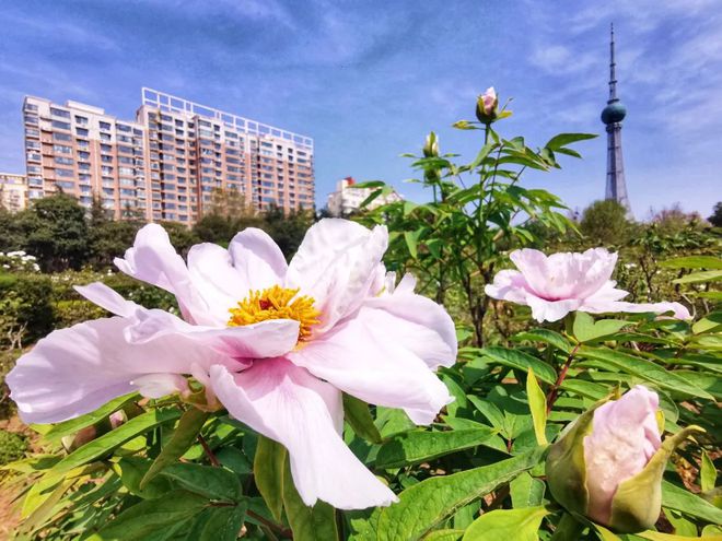 乐动体育 LD体育洛阳牡丹最新花情预报!请收好这篇超全的云赏花指南!(图12) 乐动体育 LD体育洛阳牡丹最新花情预报!请收好这篇超全的云赏花指南!(图12)