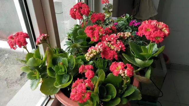 还乐动体育 LD体育在用“小苏打”给长寿花催花？不了解这一点