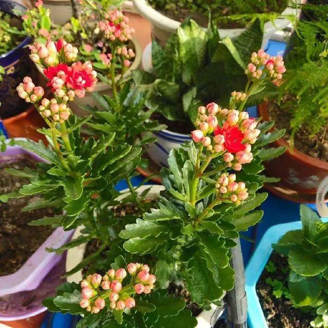 还乐动体育 LD体育在用“小苏打”给长寿花催花？不了解这一点越催越没花(图3)