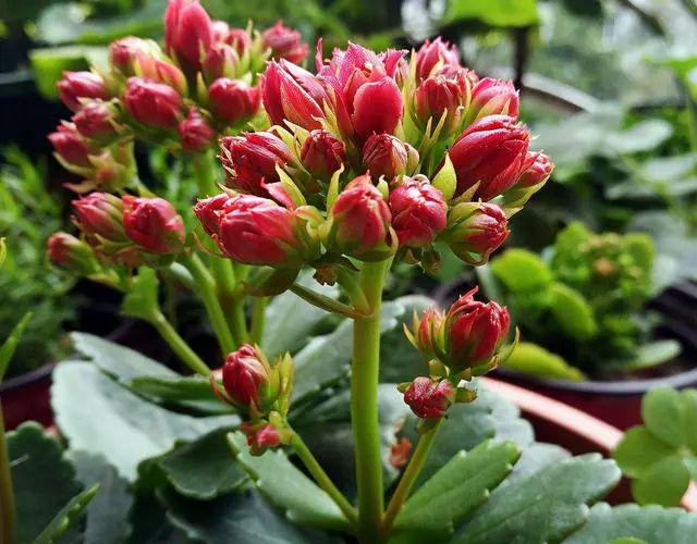 还乐动体育 LD体育在用“小苏打”给长寿花催花？不了解这一点越催越没花(图2)