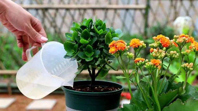 还乐动体育 LD体育在用“小苏打”给长寿花催花？不了解这一点越催越没花(图4)