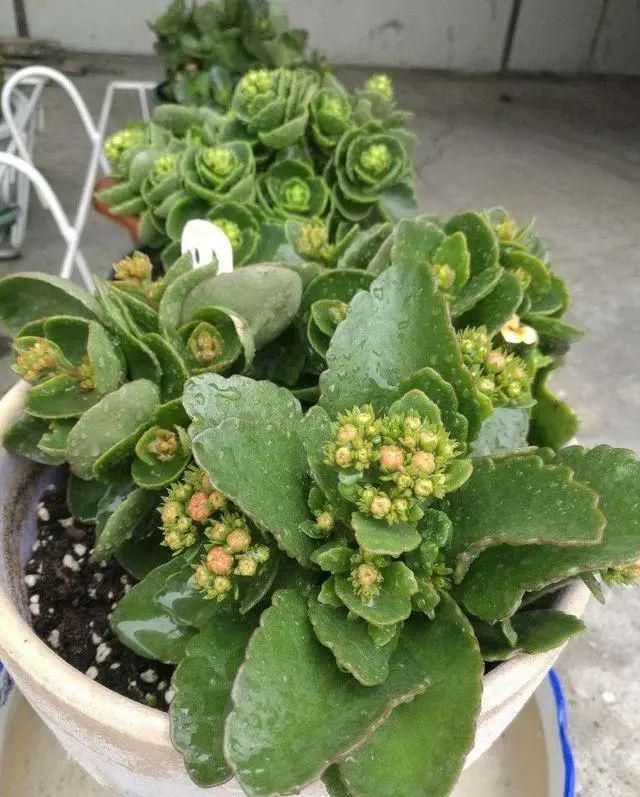 还乐动体育 LD体育在用“小苏打”给长寿花催花？不了解这一点越催越没花(图6)