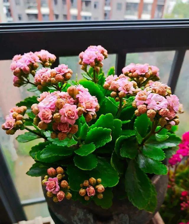 还乐动体育 LD体育在用“小苏打”给长寿花催花？不了解这一点越催越没花(图7)