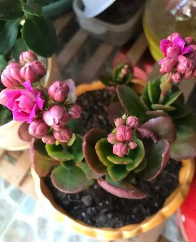 还乐动体育 LD体育在用“小苏打”给长寿花催花？不了解这一点越催越没花(图5)