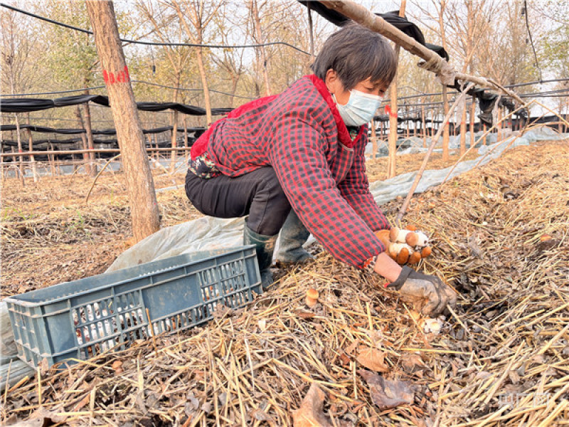 LD乐动 乐动体育平顶山市宝丰县：大球盖菇释放产业发展大能量