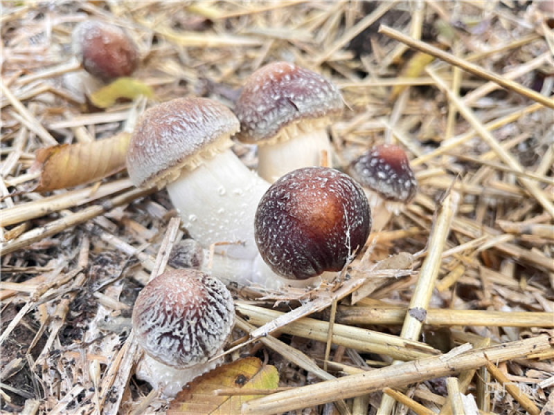 LD乐动 乐动体育平顶山市宝丰县：大球盖菇释放产业发展大能量(图3)