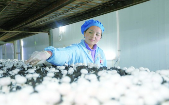 江苏淮安：洪泽区双孢菇产业稳步向前 助力乡村振兴_产业资讯_