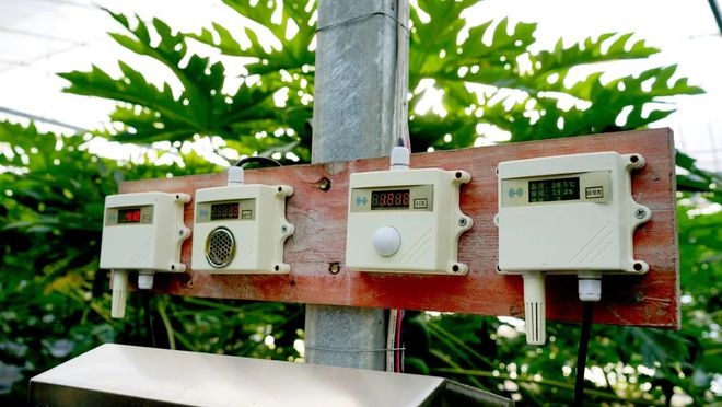 乐动体育这个季节闵行还种着热带水果？一串五六十斤好吃得很！猜猜是什么？(图6)