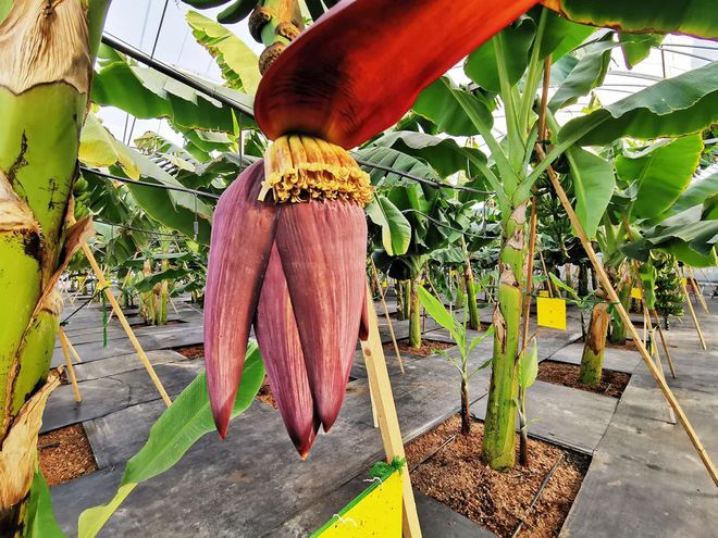 乐动体育这个季节闵行还种着热带水果？一串五六十斤好吃得很！猜