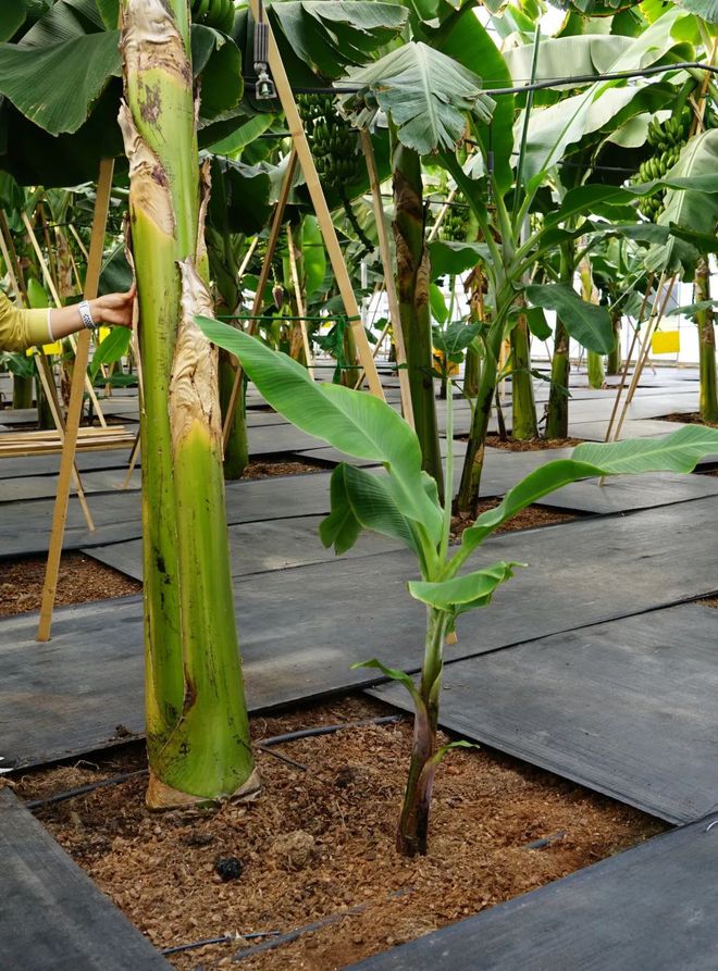 乐动体育这个季节闵行还种着热带水果？一串五六十斤好吃得很！猜猜是什么？(图2)