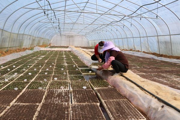 乐动体育七星关区：大棚育苗备春耕不误农时不误春