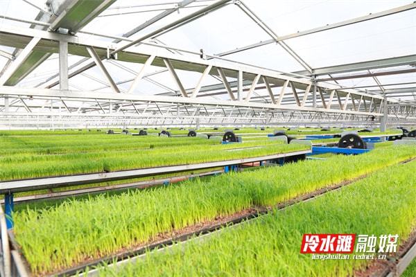 LD乐动体育冷水滩：智能育秧助春耕