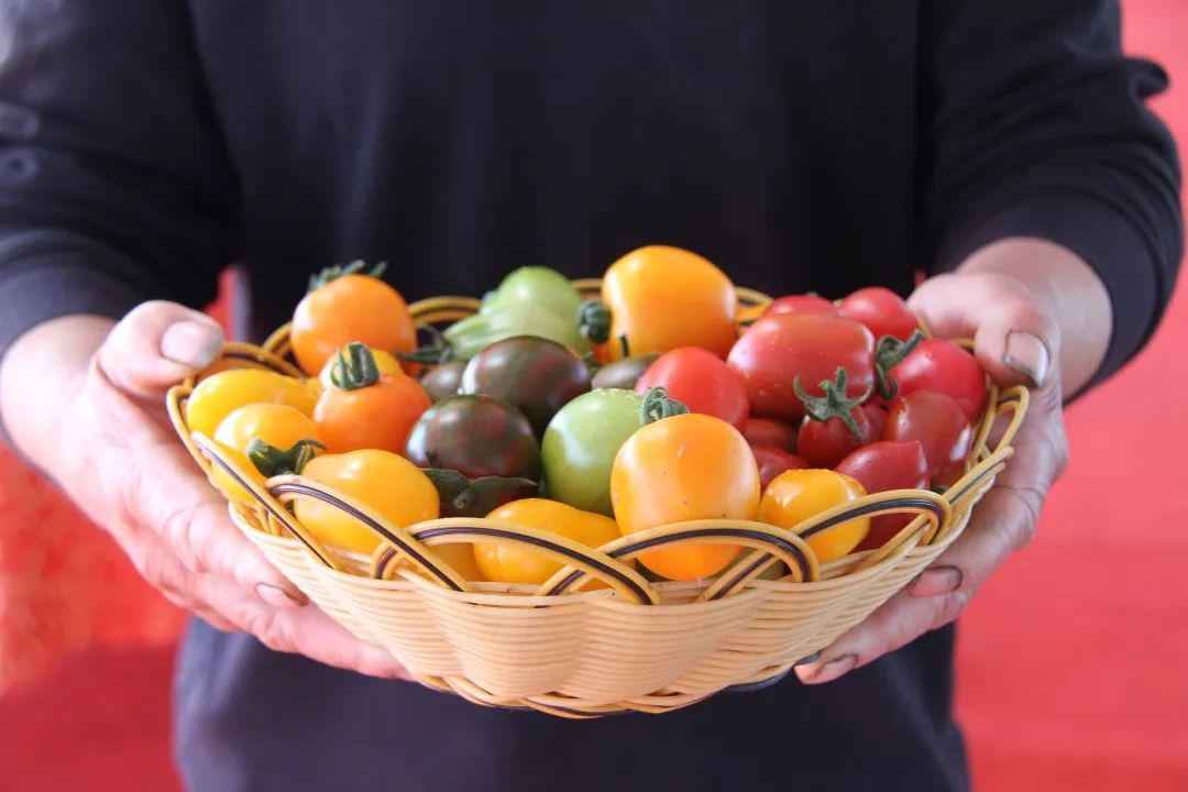 探索“小而强”“小而美”农业独特样本！镇海小番茄个小能量大乐