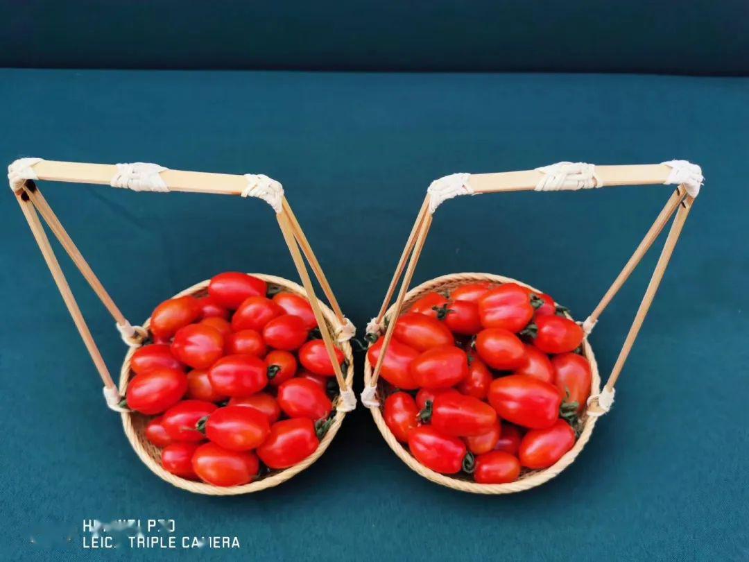 探索“小而强”“小而美”农业独特样本!镇海小番茄个小能量大乐动体育(图2) 探索“小而强”“小而美”农业独特样本!镇海小番茄个小能量大乐动体育(图2)