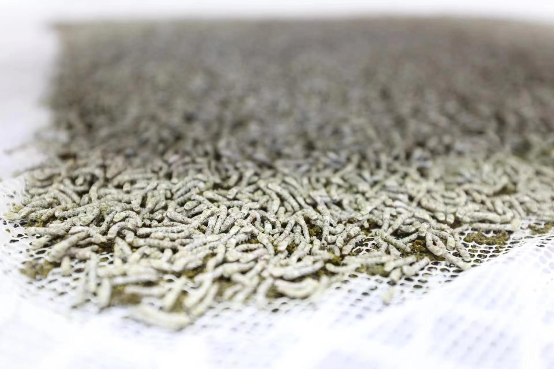 【图集】蚕宝宝住进“智能屋”乐动体育(图3)