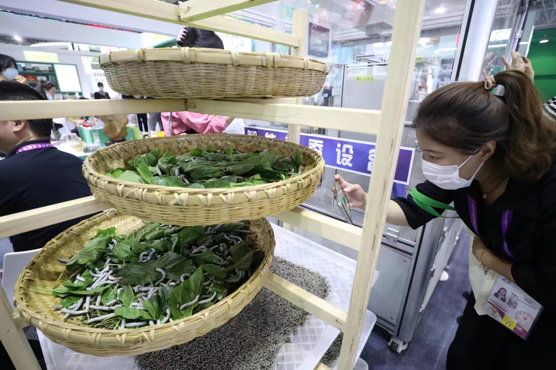 【图集】蚕宝宝住进“智能屋”乐动体育(图4)