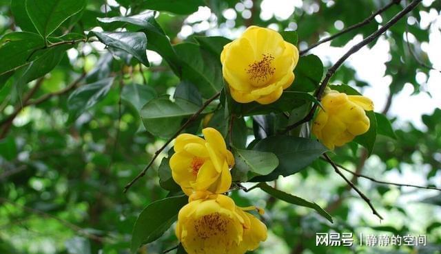 金花茶虽尊贵养LD乐动体育护却简单掌握这些小技巧花朵金灿灿来看下(图3)