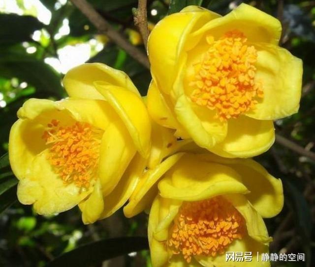 金花茶虽尊贵养LD乐动体育护却简单掌握这些小技巧花朵金灿灿来