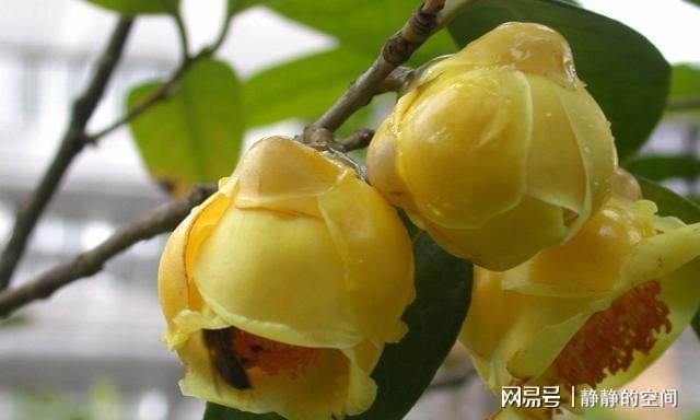 金花茶虽尊贵养LD乐动体育护却简单掌握这些小技巧花朵金灿灿来看下(图8)