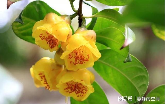 金花茶虽尊贵养LD乐动体育护却简单掌握这些小技巧花朵金灿灿来看下(图4)