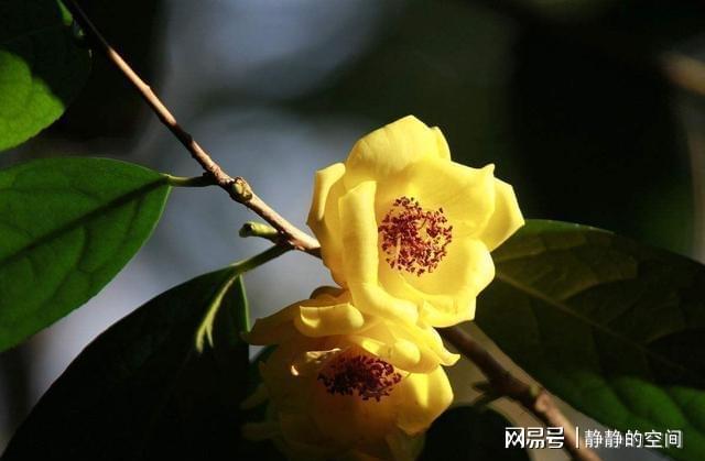 金花茶虽尊贵养LD乐动体育护却简单掌握这些小技巧花朵金灿灿来看下(图6)