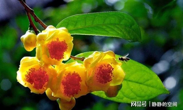 金花茶虽尊贵养LD乐动体育护却简单掌握这些小技巧花朵金灿灿来看下(图5)