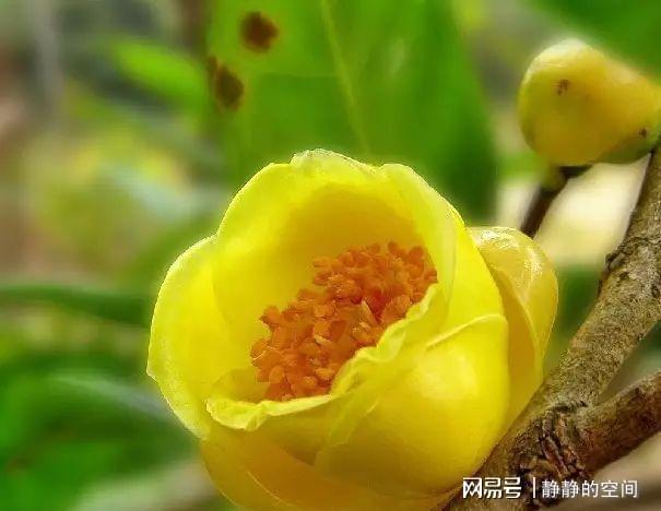 金花茶虽尊贵养LD乐动体育护却简单掌握这些小技巧花朵金灿灿来看下(图7)