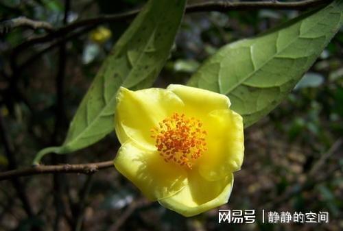 金花茶虽尊贵养LD乐动体育护却简单掌握这些小技巧花朵金灿灿来看下(图9)