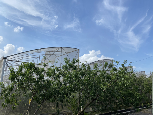 大棚种植、反季节上市 80后小伙领跑本地无花果市场-广东省农