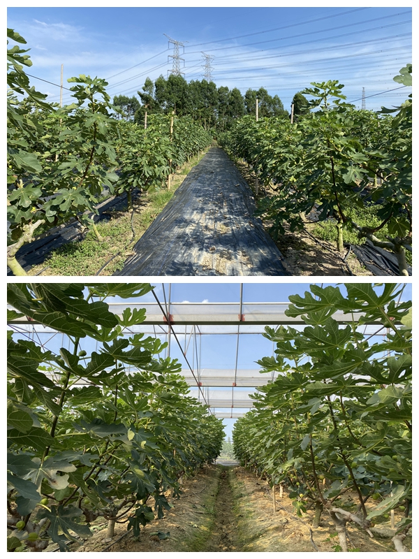 大棚种植、反季节上市 80后小伙领跑本地无花果市场-广东省农业农村厅LD乐动体育(图2)