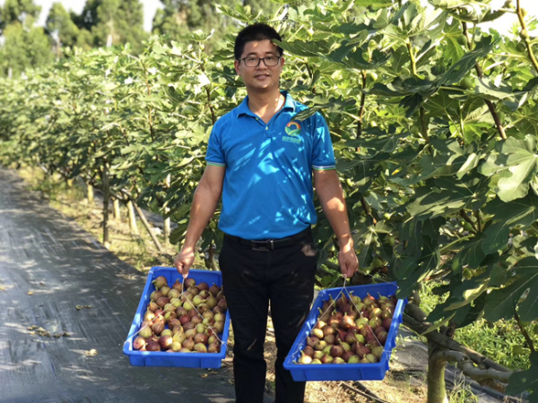 大棚种植、反季节上市 80后小伙领跑本地无花果市场-广东省农业农村厅LD乐动体育(图3)