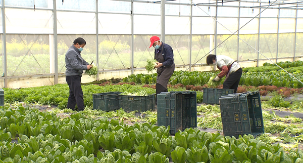 加快抢种、外地调菜 乐动体育多方联动保证上海市场蔬菜供应