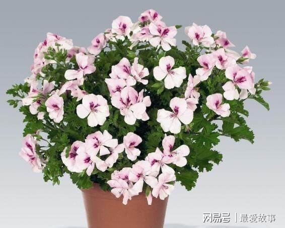 盆栽天竺葵乐动体育 LD体育咋过冬？只要“这样”做开花更艳蹭蹭蹭一冬都有花(图3)