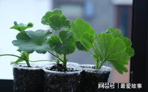 盆栽天竺葵乐动体育 LD体育咋过冬？只要“这样”做开花更艳蹭蹭蹭一冬都有花(图2)