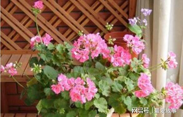 盆栽天竺葵乐动体育 LD体育咋过冬？只要“这样”做开花更艳蹭