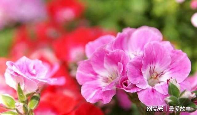 盆栽天竺葵乐动体育 LD体育咋过冬？只要“这样”做开花更艳蹭蹭蹭一冬都有花(图4)